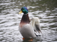 Anas platyrhynchos