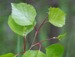 Betula × aurata