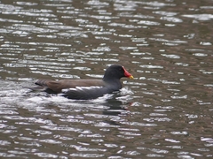 Gallinula chloropus