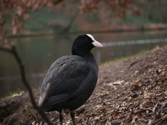 Fulica atra
