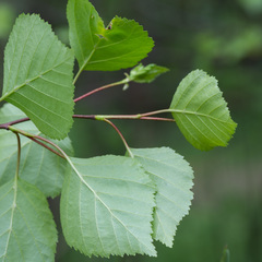 Betula × aurata