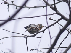 Fringilla montifringilla