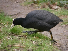 Fulica atra