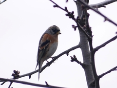 Fringilla montifringilla