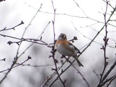 Fringilla montifringilla