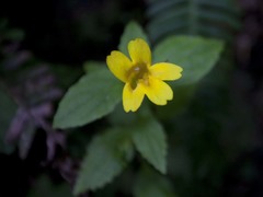 Erythranthe dentata