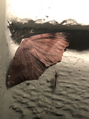 Eutrapela clemataria