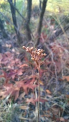 Juncus roemerianus