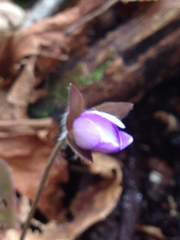 Hepatica acutiloba