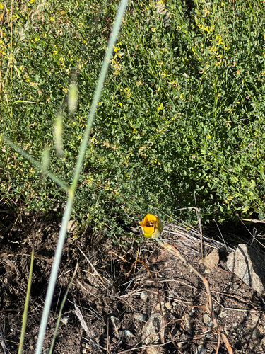 Clubhair Mariposa Lily (Calochortus clavatus)