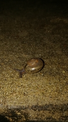 Ariophantidae