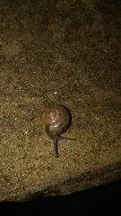 Ariophantidae