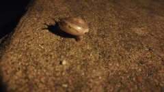 Ariophantidae