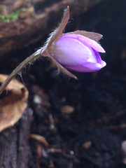 Hepatica acutiloba
