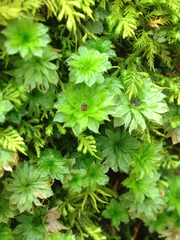 Rhodobryum