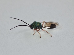 Eucharitidae