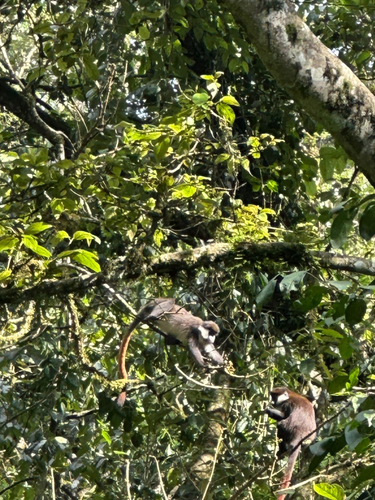 Schmidt's Red-tailed Monkey