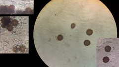 Scleroderma flavidum macrosporum