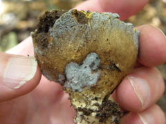 Scleroderma flavidum macrosporum