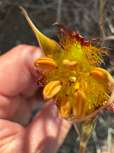 San Luis mariposa lily (Calochortus obispoensis)