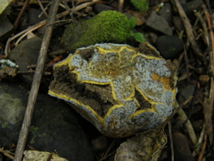 Scleroderma flavidum macrosporum