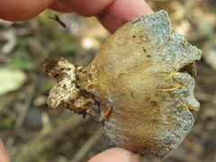 Scleroderma flavidum macrosporum