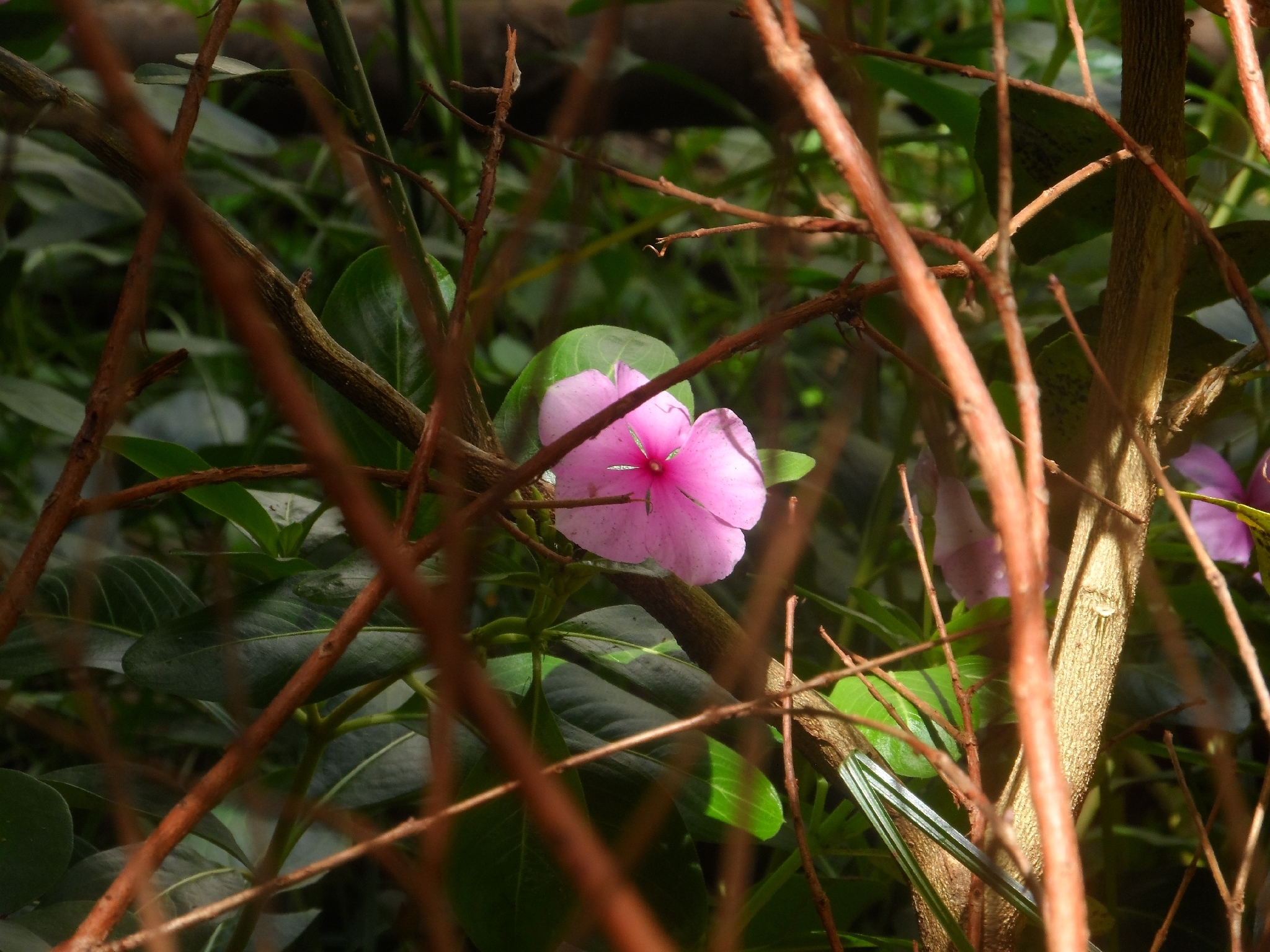 Catharanthus roseus