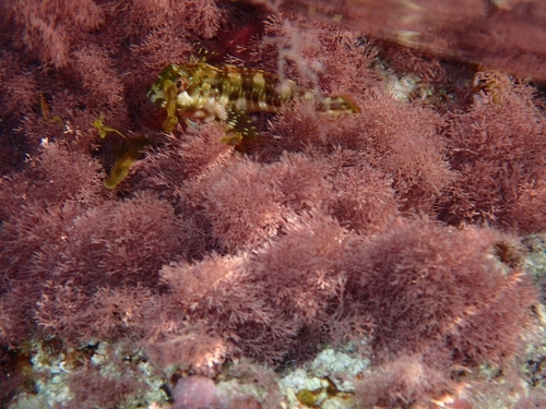 Scartella cristata