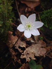Hepatica acutiloba