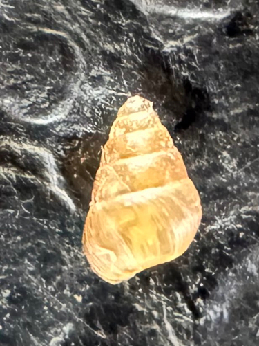 Tornatellides observed 2026-04-05