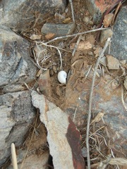 Sonorella allynsmithi