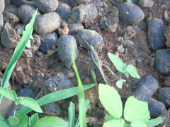 Locusta