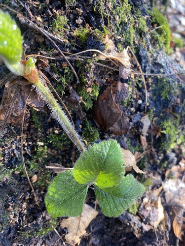 Hautbois strawberry (Fragaria moschata)