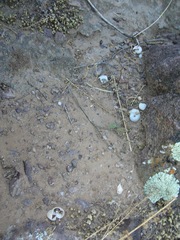 Sonorella tortillita