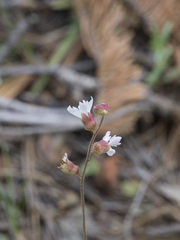 Lithophragma parviflorum parviflorum