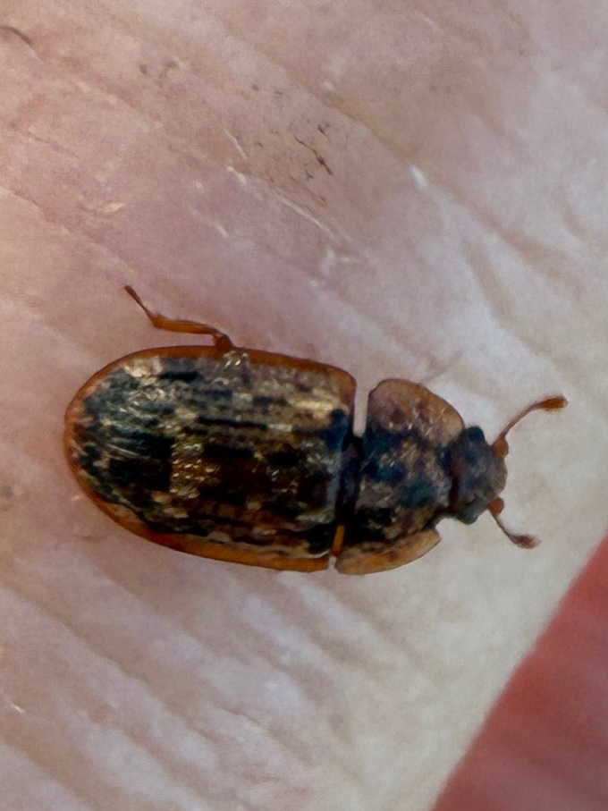 Soronia grisea