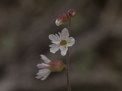 Lithophragma parviflorum parviflorum