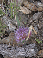 Allium platycaule