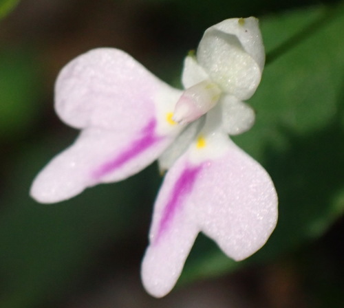 Common wild impatiens (Impatiens hochstetteri)