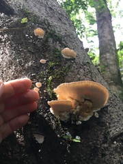 Elmerina cladophora