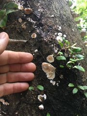 Elmerina cladophora