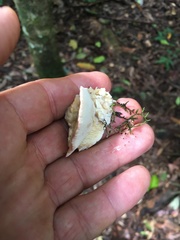 Elmerina cladophora