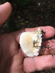 Elmerina cladophora