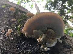 Elmerina cladophora