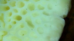 Elmerina cladophora