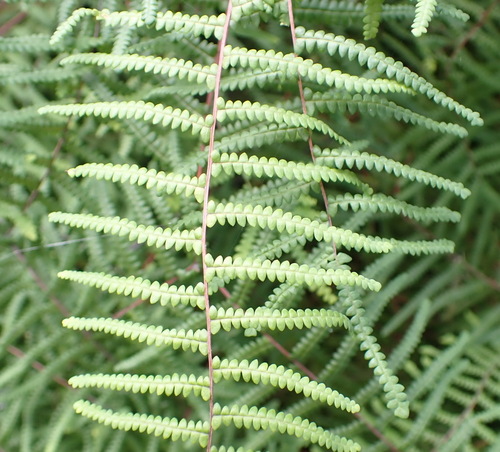 Coral Fern (Gleichenia polypodioides)