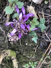 Lathraea clandestina