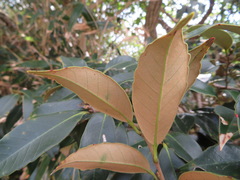 Castanopsis sieboldii