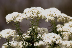 Cassinia aculeata aculeata