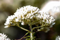 Cassinia aculeata aculeata